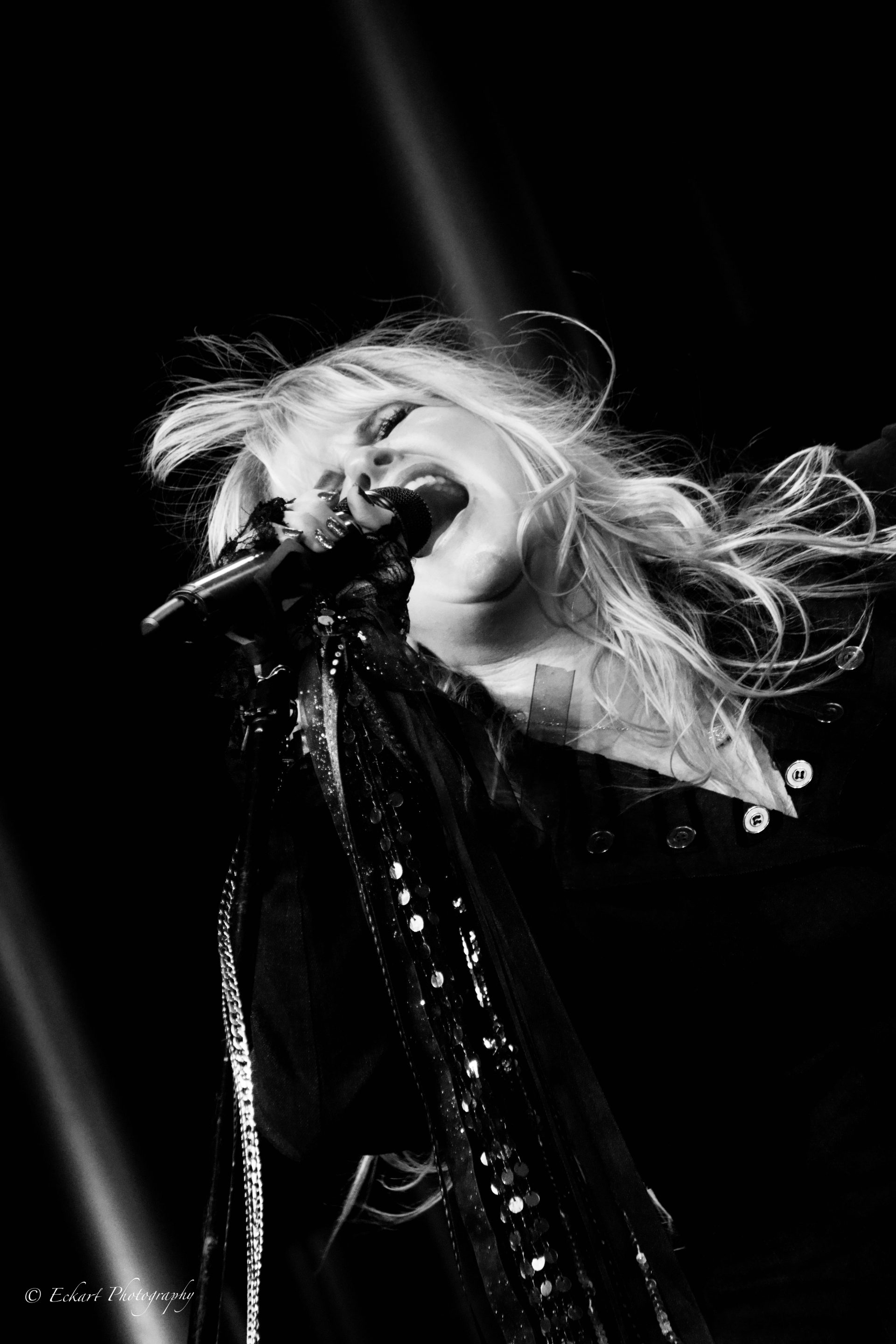 White Winged Dove TAD SHOWS